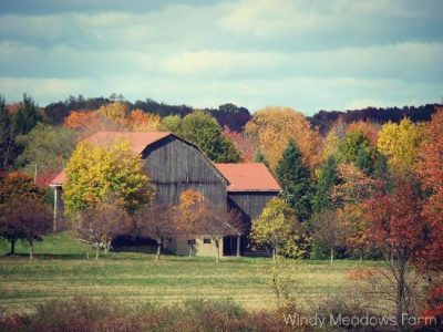 fall magic... Image